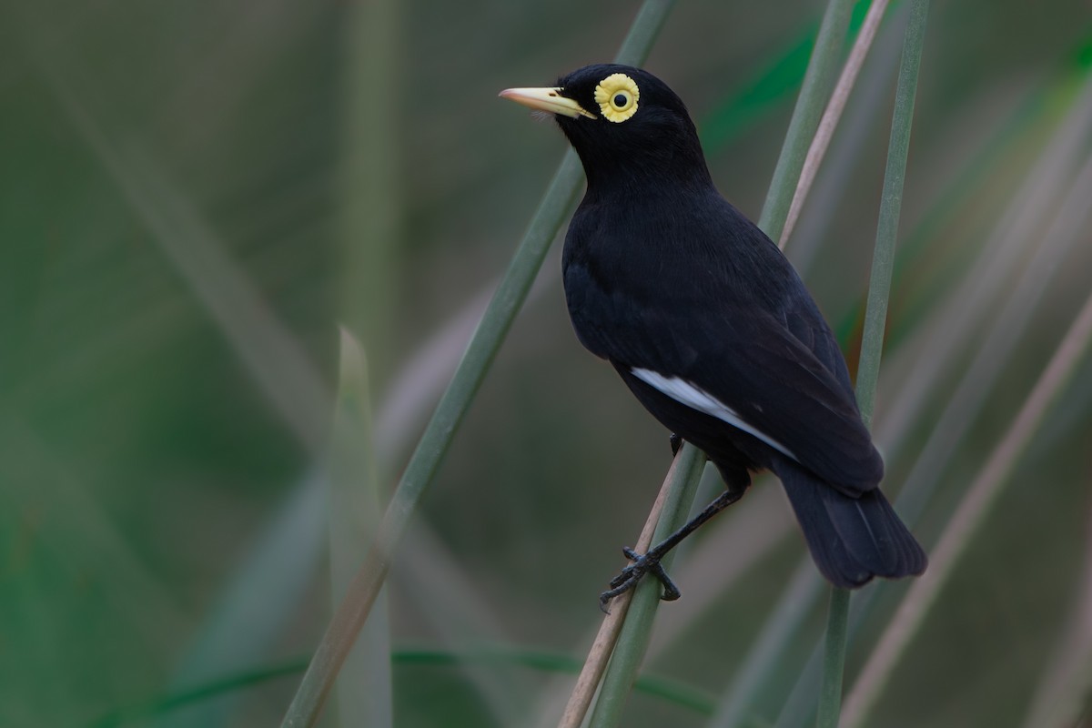 Spectacled Tyrant - Elias Gonzalez