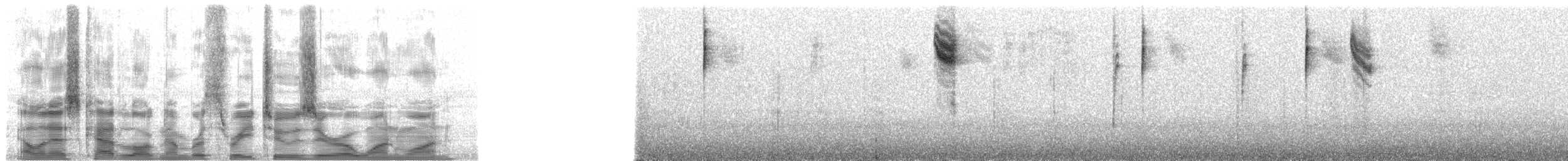 Parodi Hemispingusu - ML32011