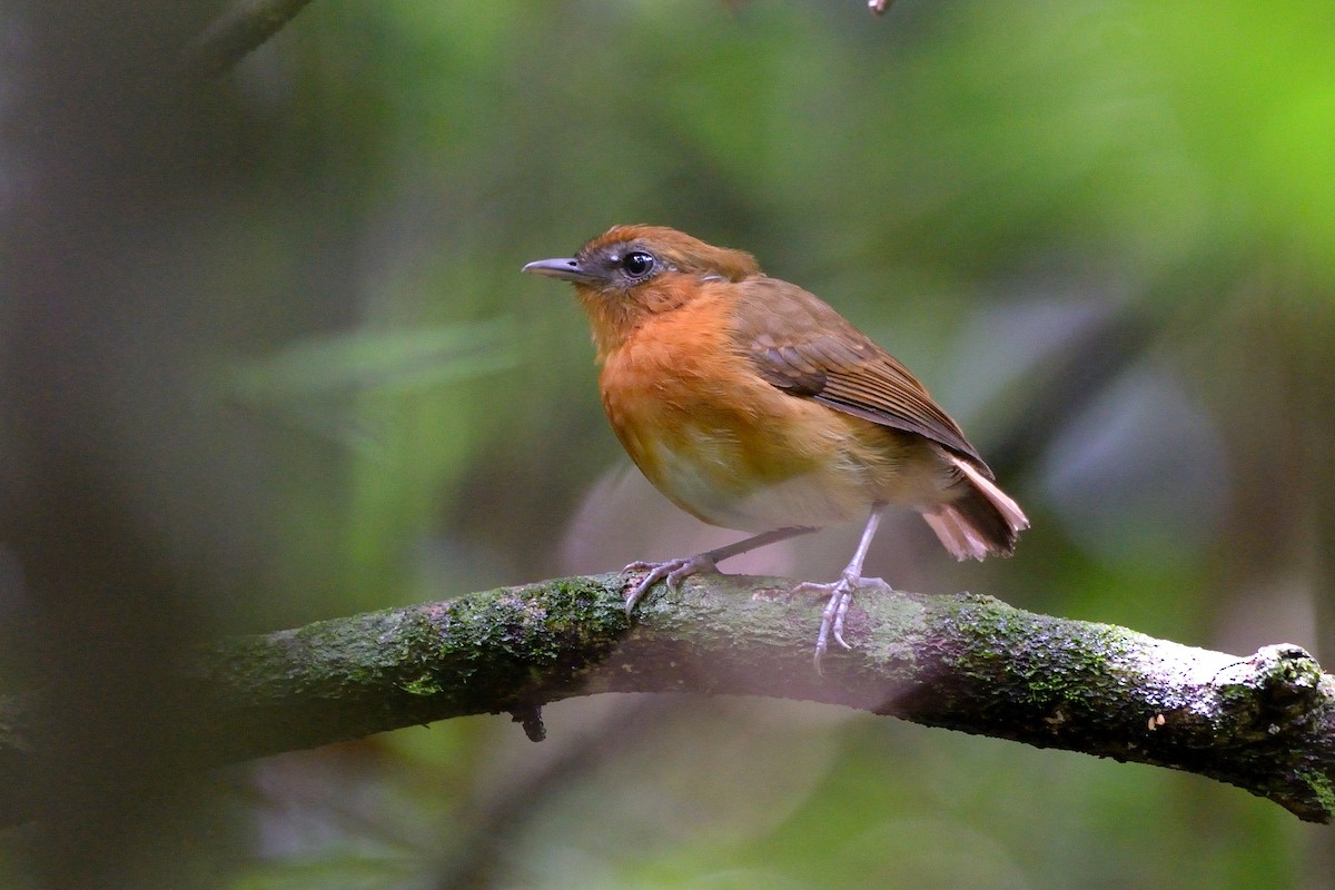 Ceara Gnateater - ML320114811
