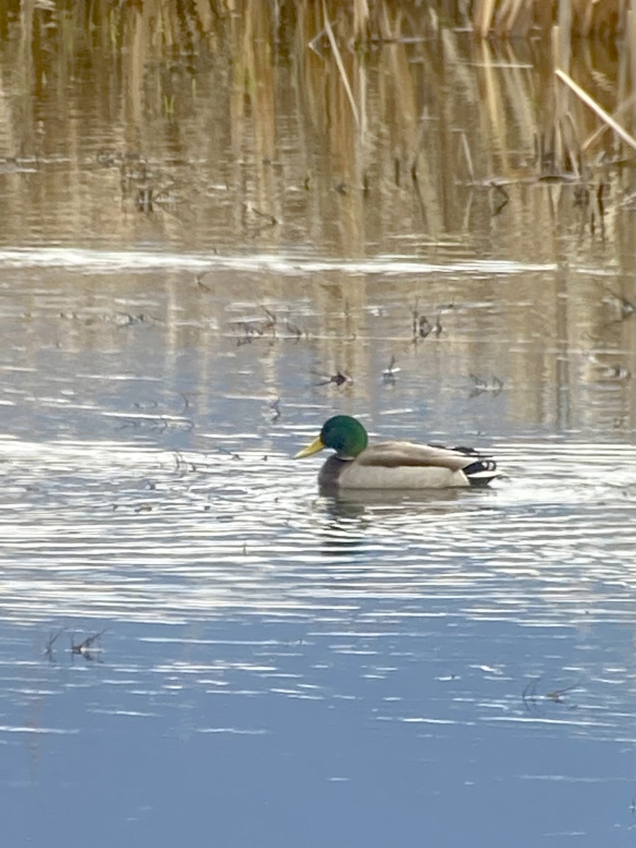 Canard colvert - ML320114831