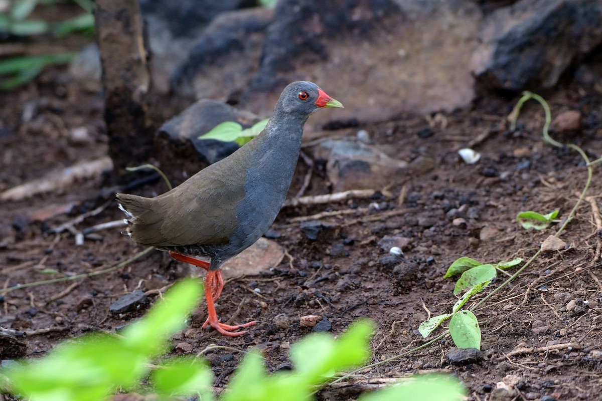 Paint-billed Crake - ML320117611