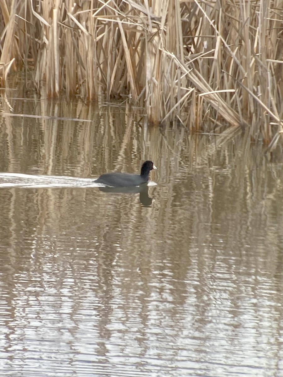 American Coot - ML320118231