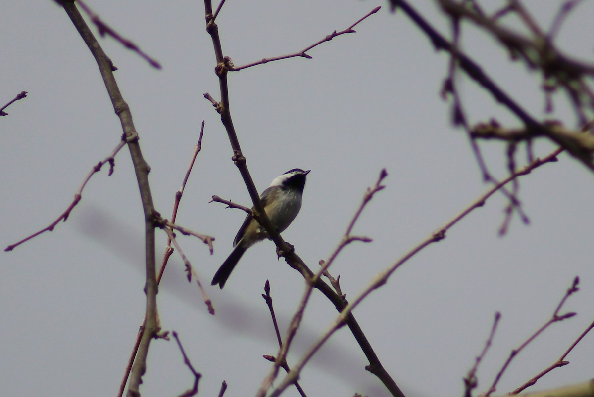 Black-capped Chickadee - ML320118761