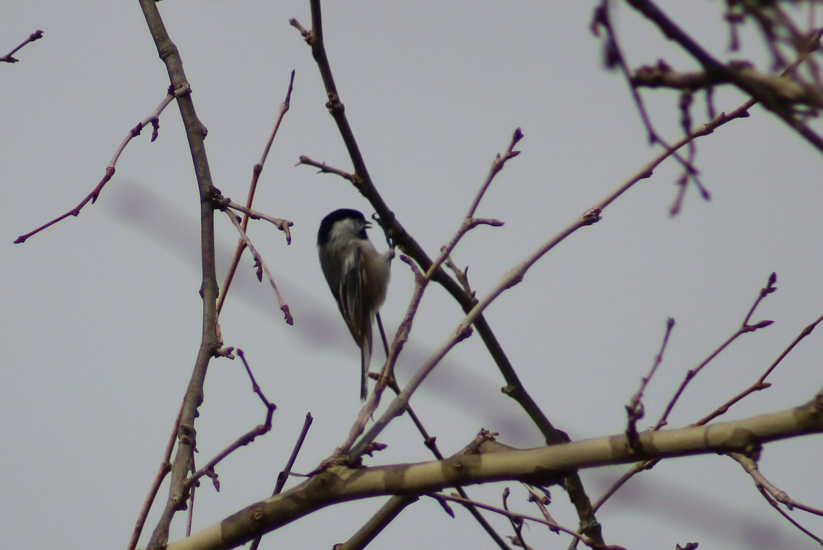 Black-capped Chickadee - ML320118781