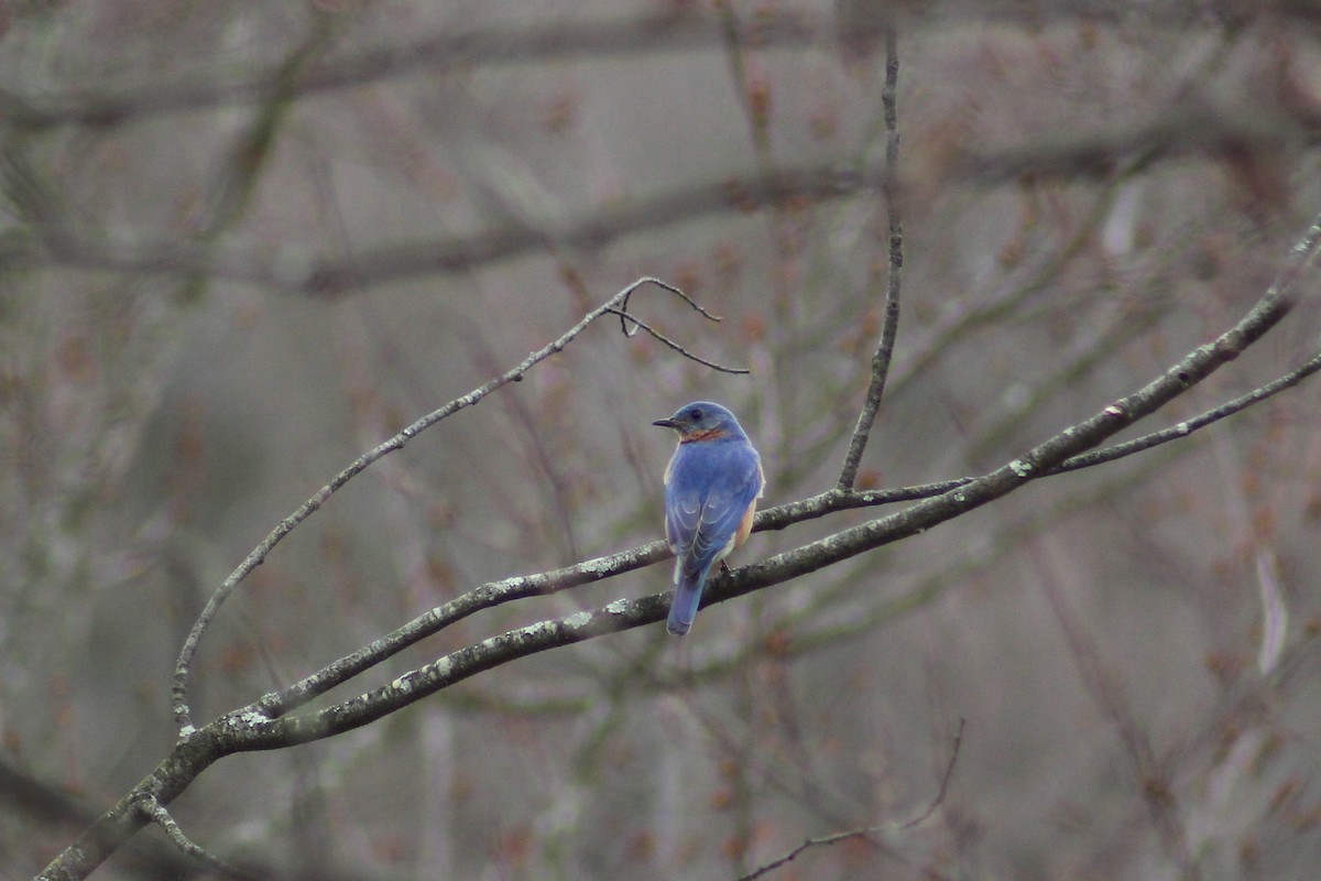 Eastern Bluebird - ML320118821