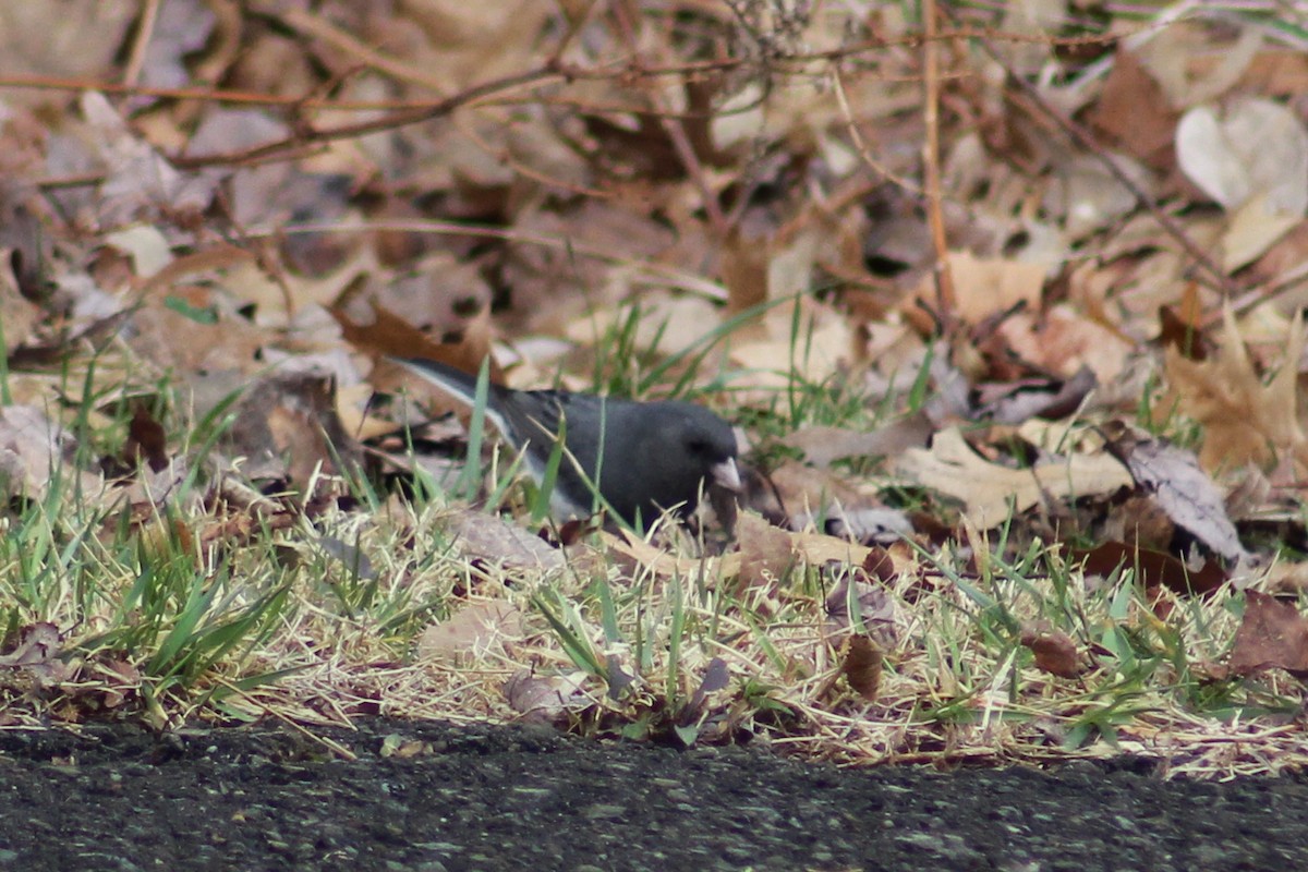 Dark-eyed Junco (Slate-colored) - ML320118921