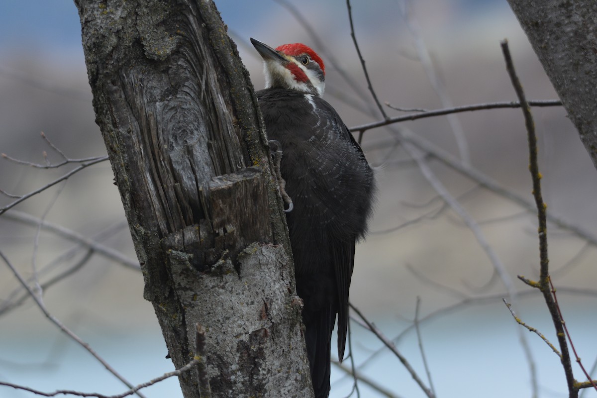Pileated Woodpecker - ML320118981