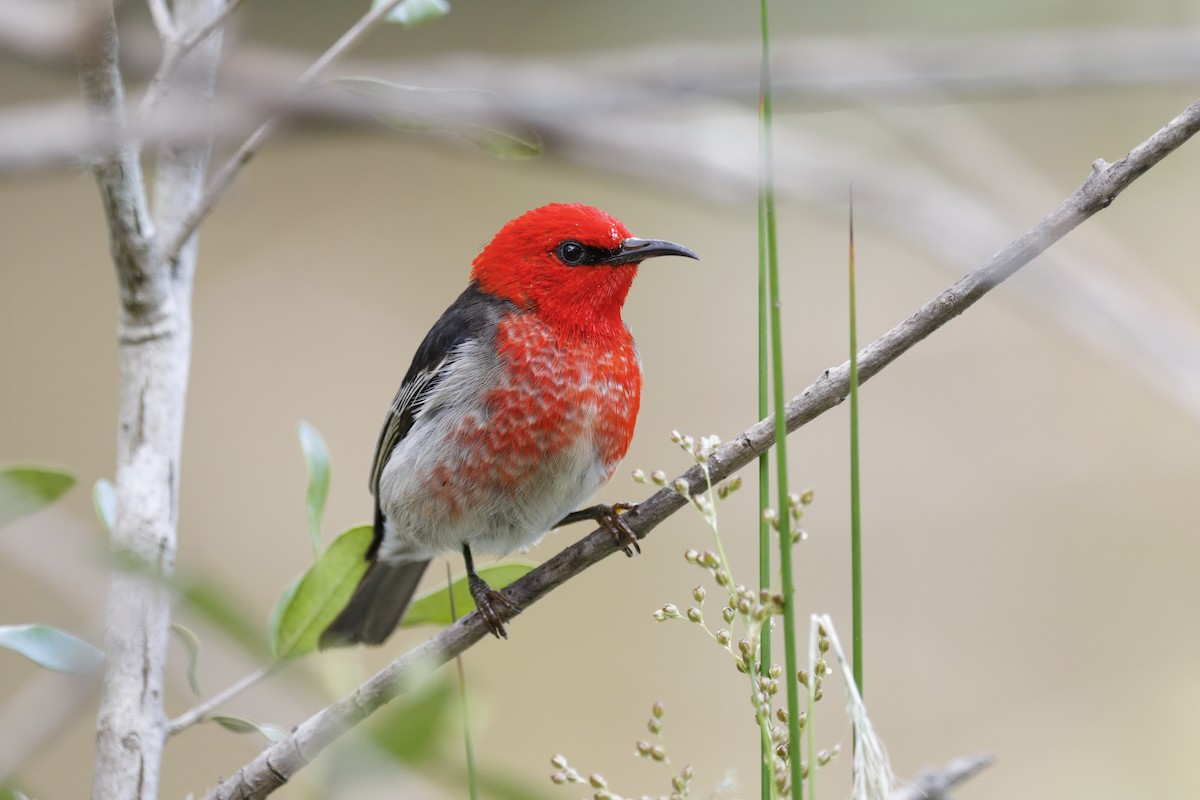 Scarlet Myzomela - ML320119081