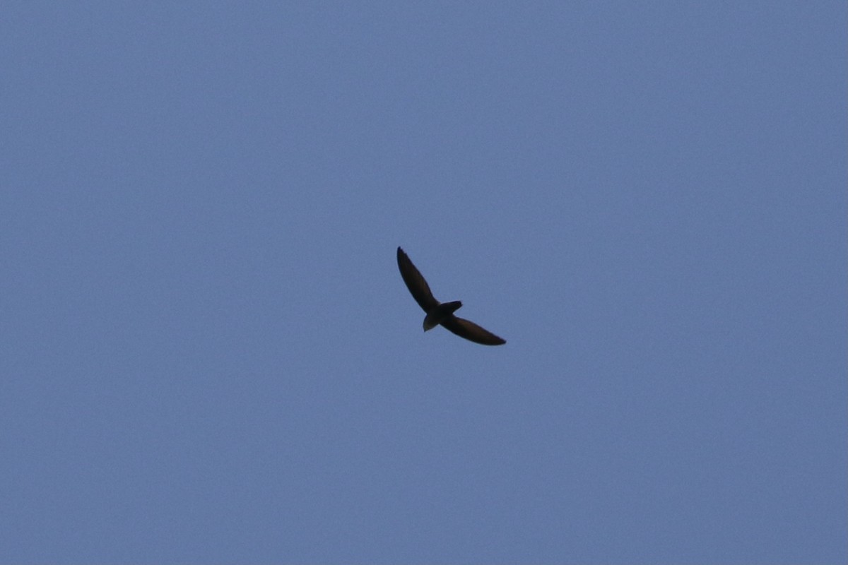 Chimney Swift - John van Dort