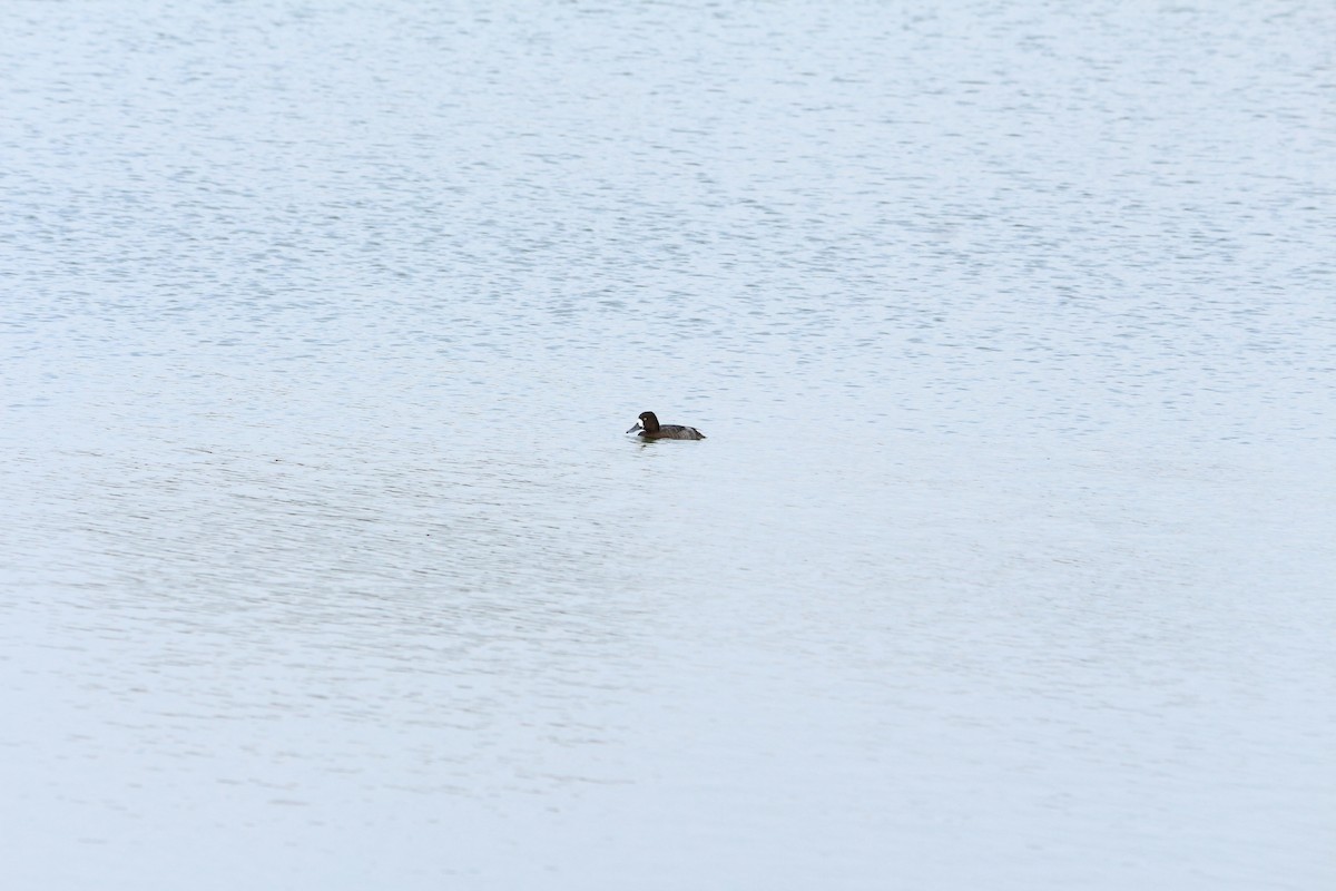 Lesser Scaup - ML320121111