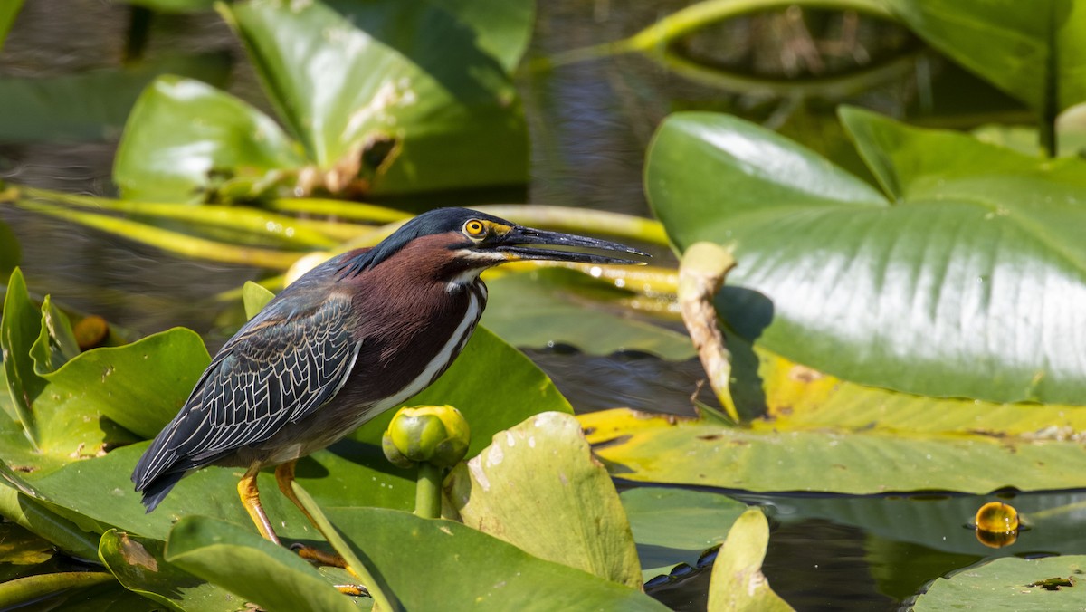 Green Heron - ML320124641