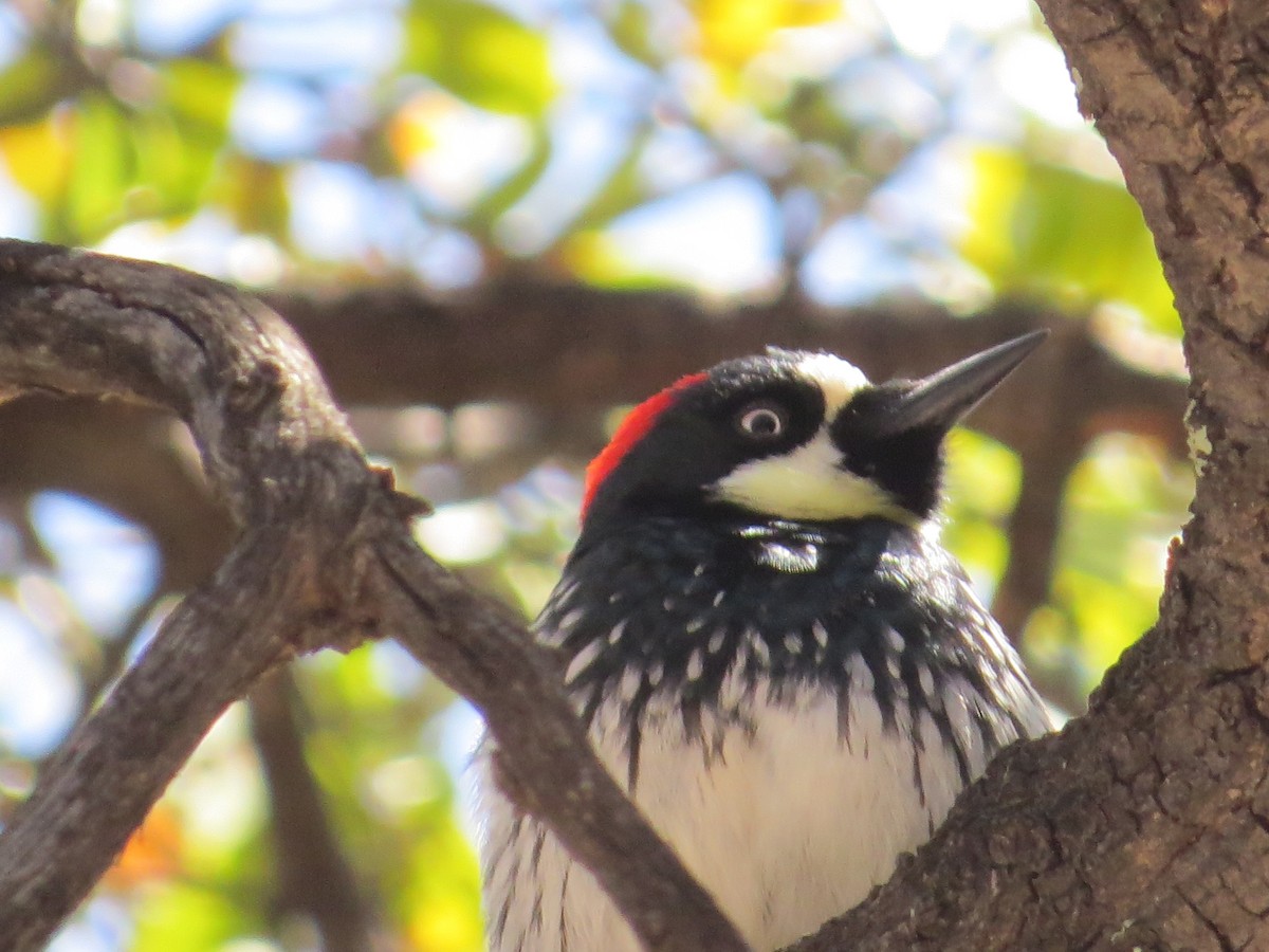 Acorn Woodpecker - ML320124991