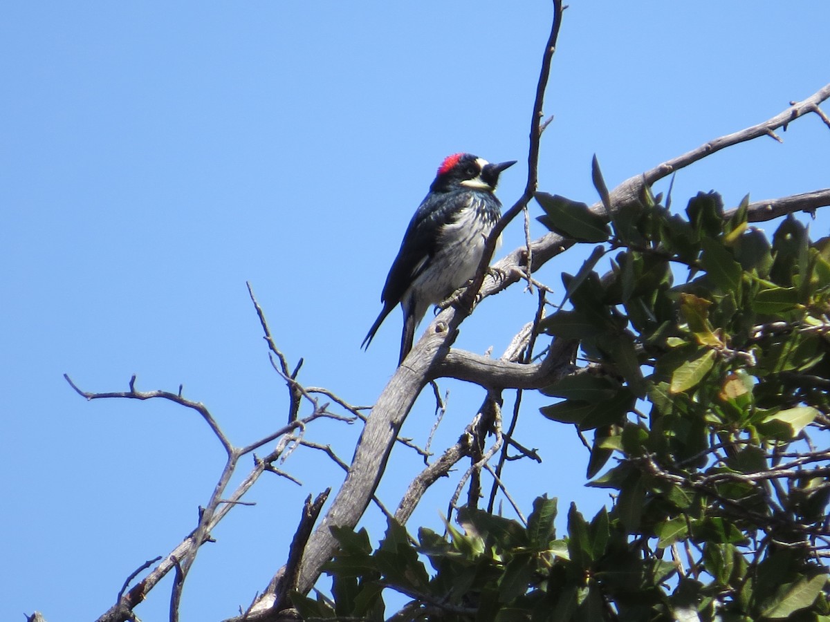 Acorn Woodpecker - ML320125101