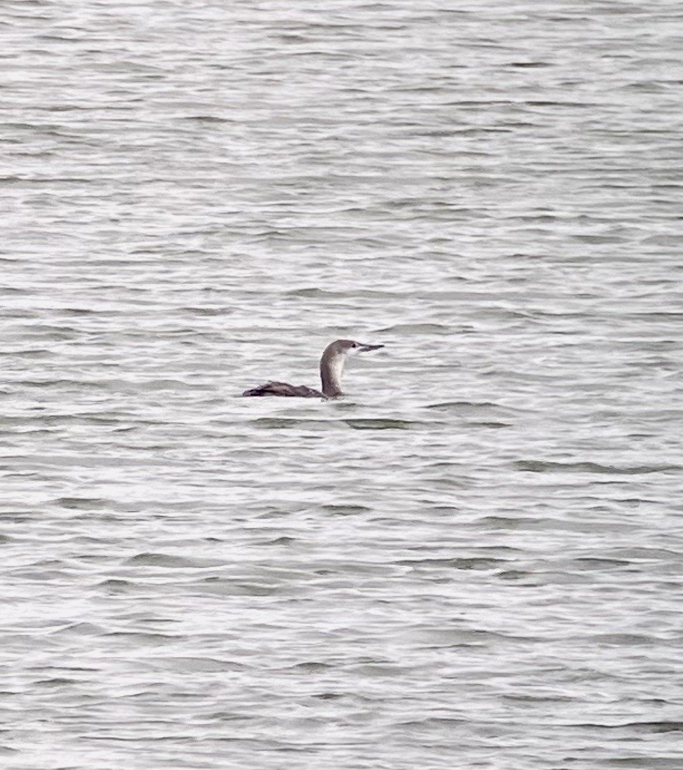 Red-throated Loon - ML320126241