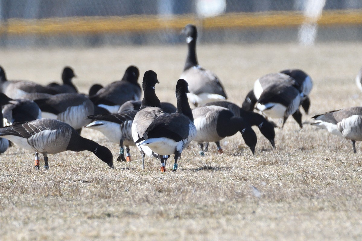 Brant (Atlantic) - terence zahner