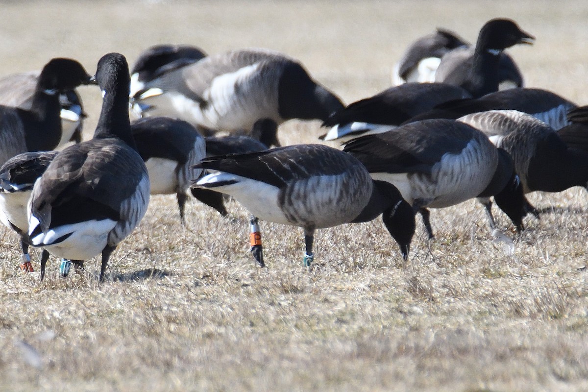 Brant (Atlantic) - ML320126551