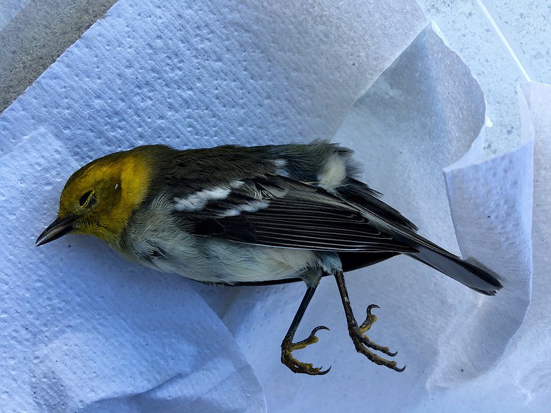 Hermit Warbler - ML32012691