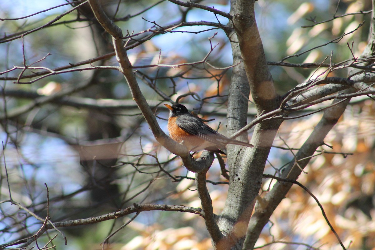 American Robin - ML320127341