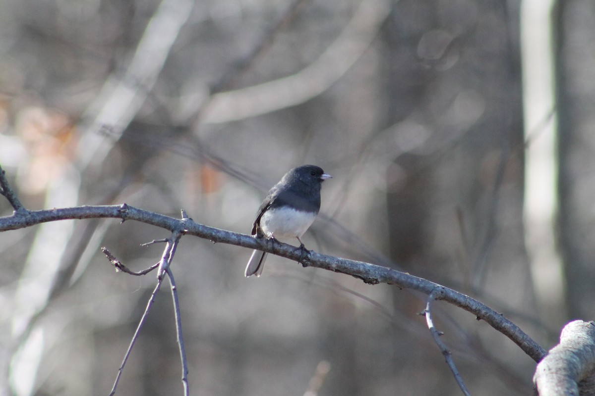 Dark-eyed Junco - ML320127601