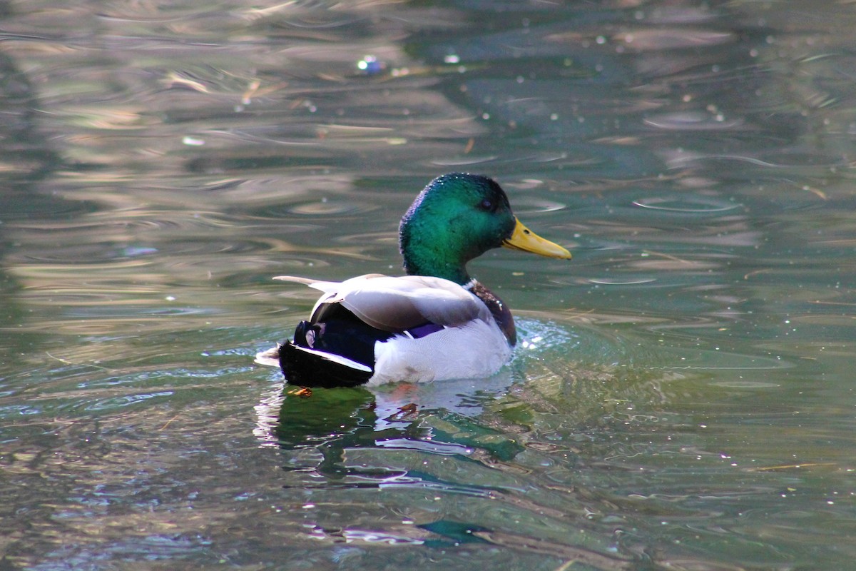 Mallard - ML320128371