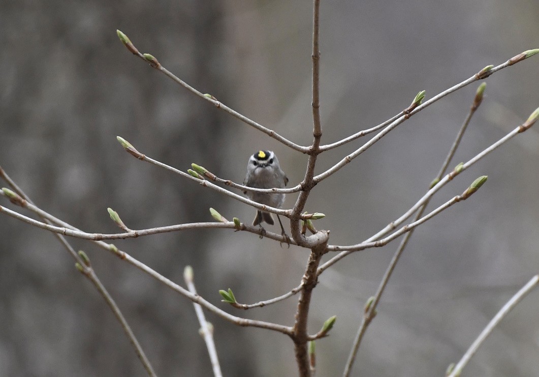 Golden-crowned Kinglet - ML320129681