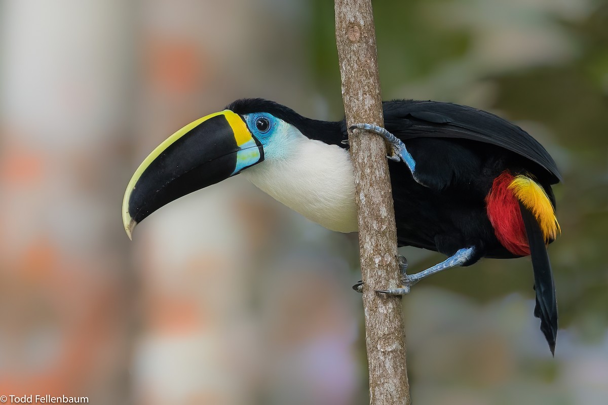 Toucan à bec rouge - ML320129761