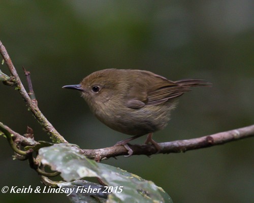 Atherton Scrubwren - ML32012981