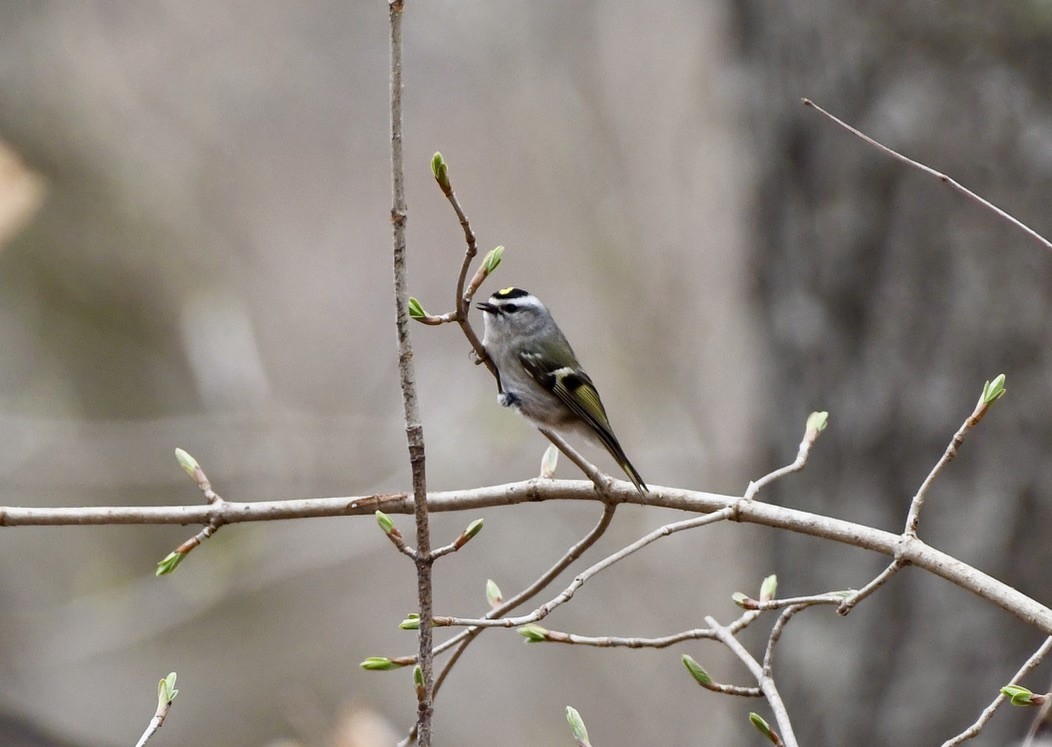 Golden-crowned Kinglet - ML320129901