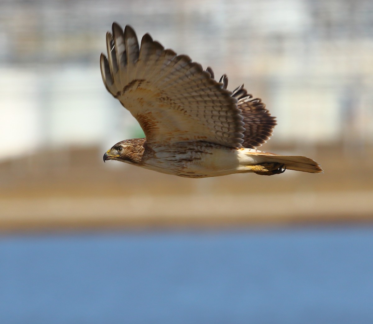 Red-tailed Hawk - ML320130081