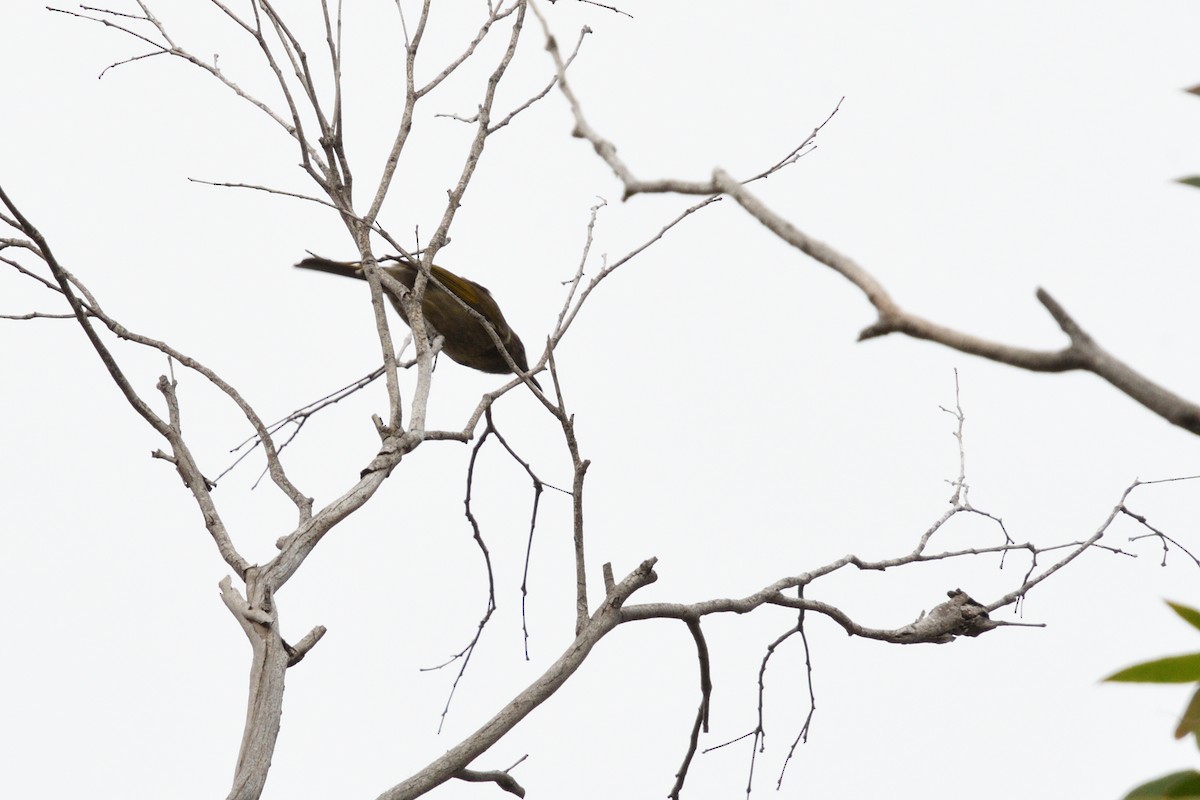 Crescent Honeyeater - ML320130171