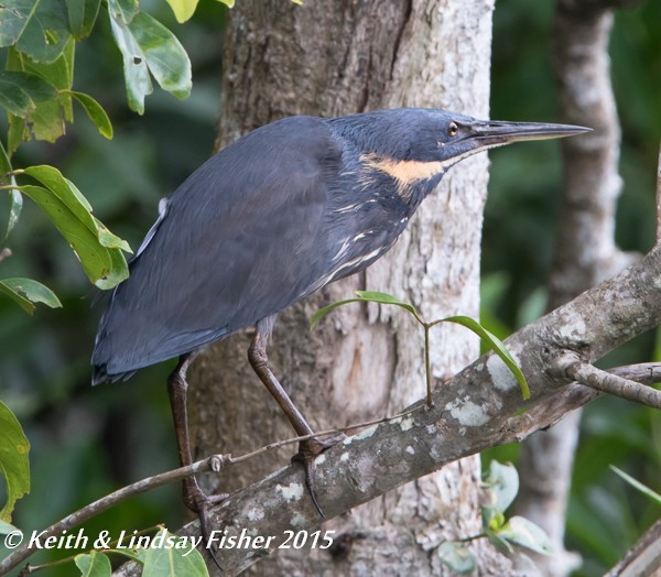 Black Bittern - Keith & Lindsay Fisher