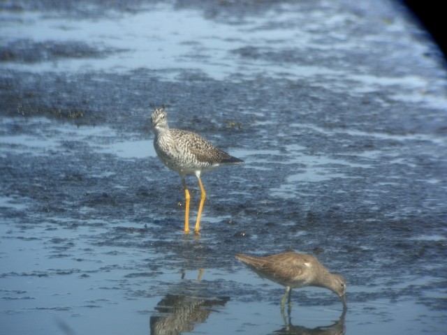 Greater Yellowlegs - Larry Siemens