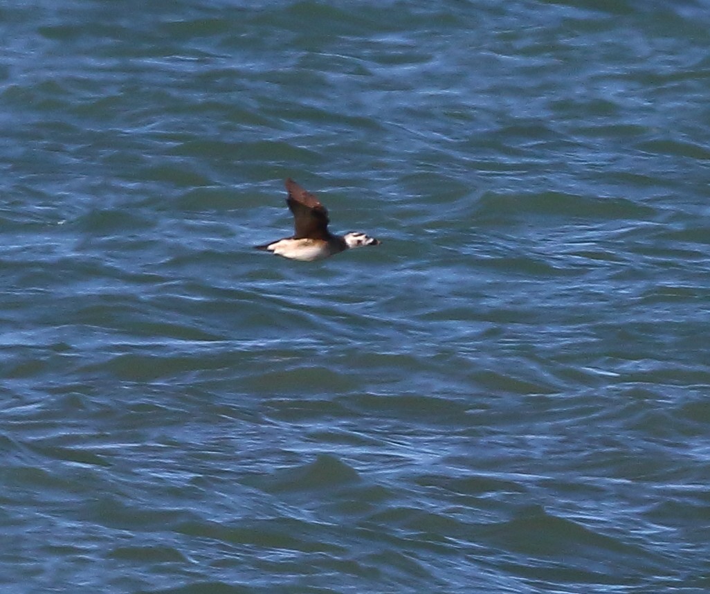 Long-tailed Duck - ML320132251