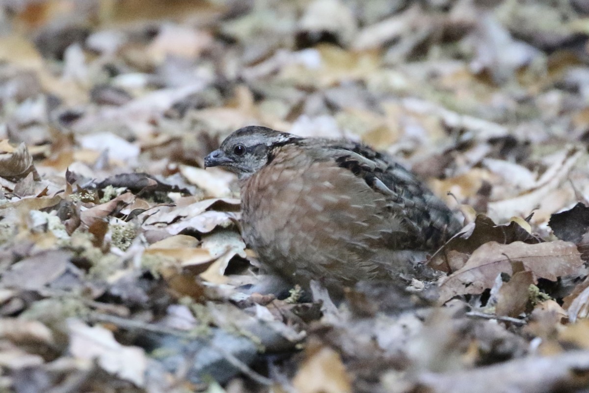 Singing Quail - ML320132451