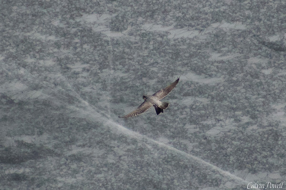 Peregrine Falcon - ML320132601