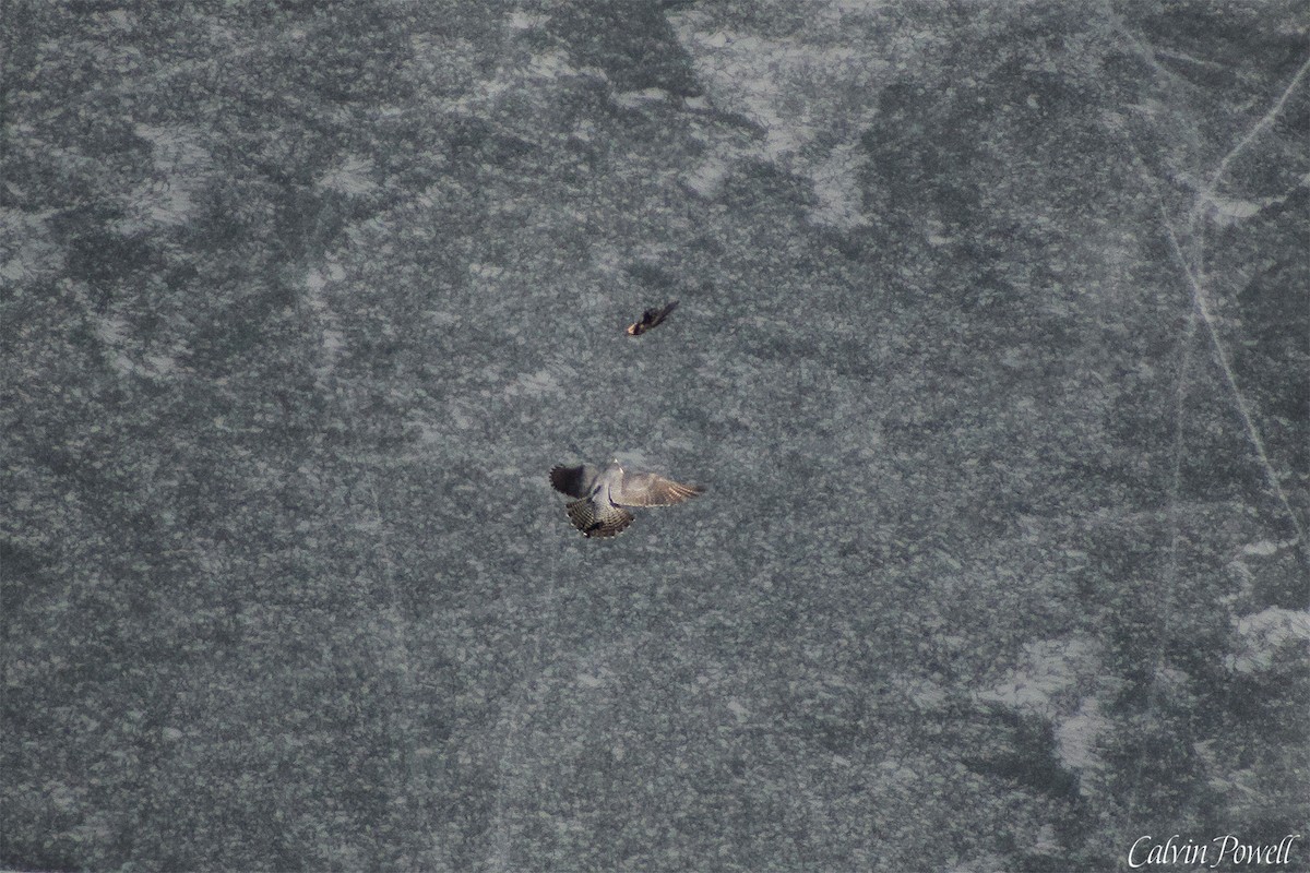 Peregrine Falcon - ML320132681