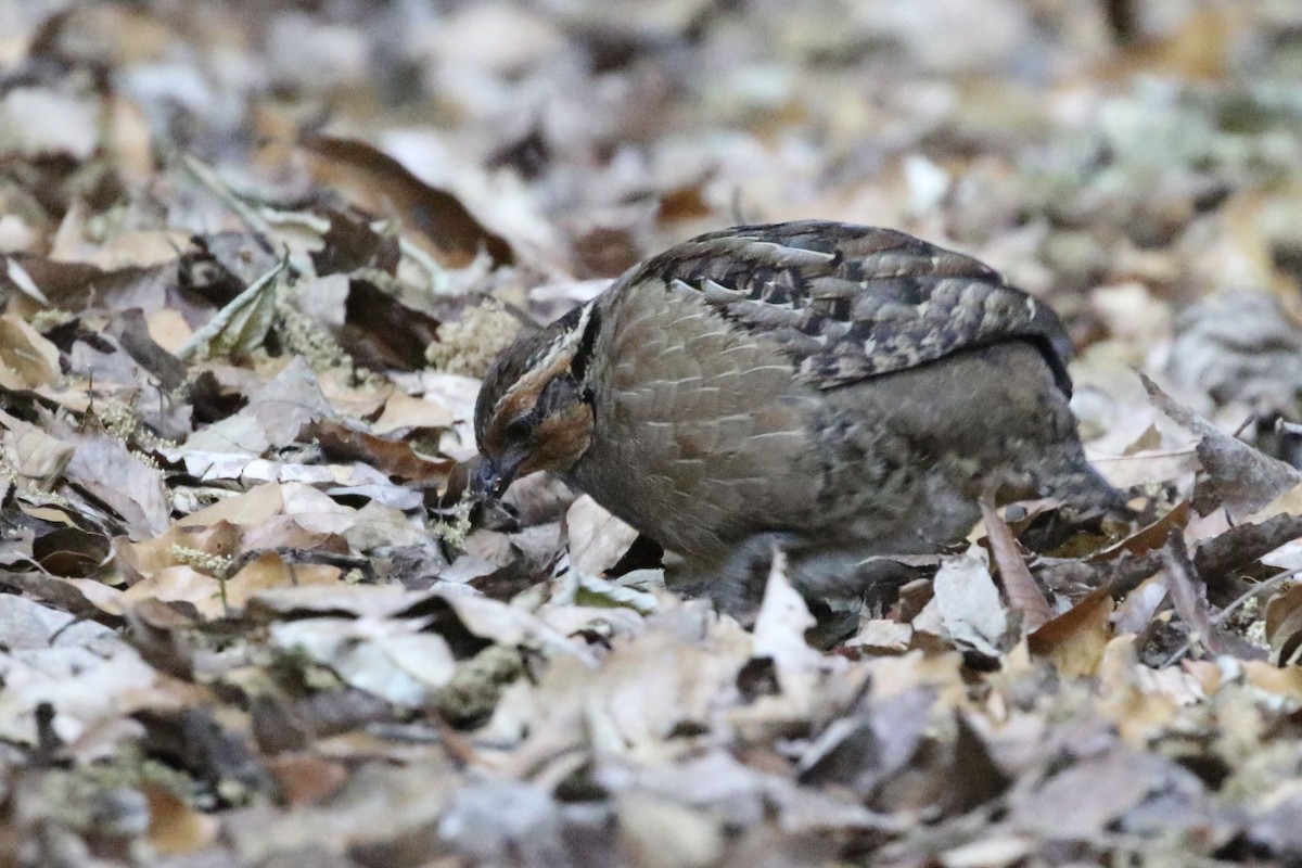 Singing Quail - ML320132721