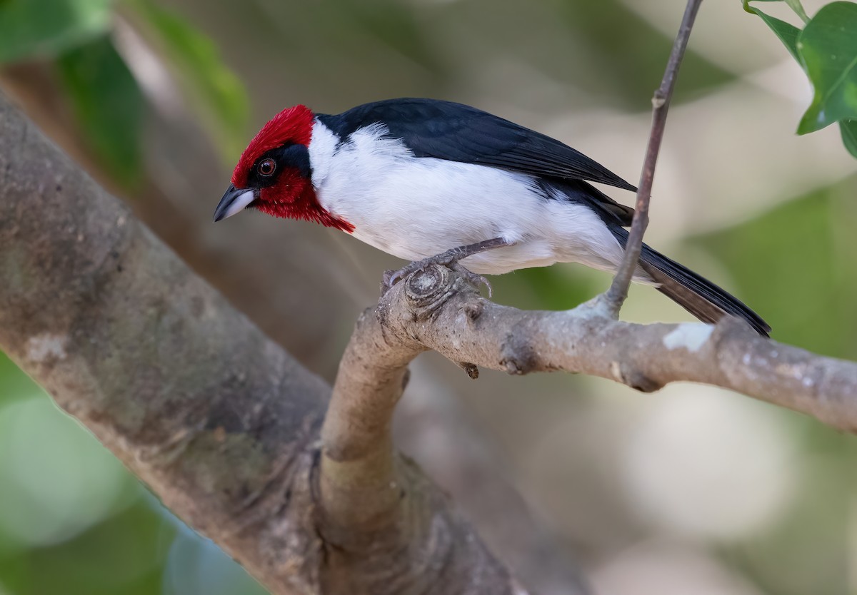 Masked Cardinal - ML320133561