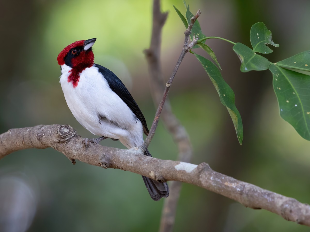 Masked Cardinal - ML320133571