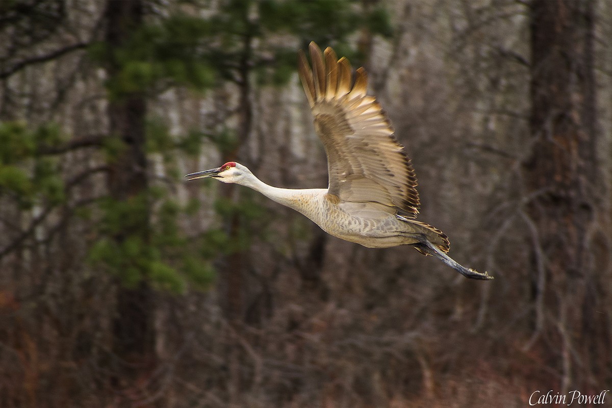 Sandhill Crane - ML320133931