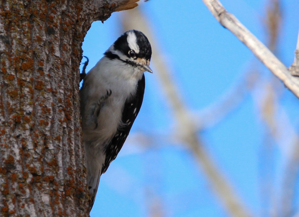 Downy Woodpecker - Alex George