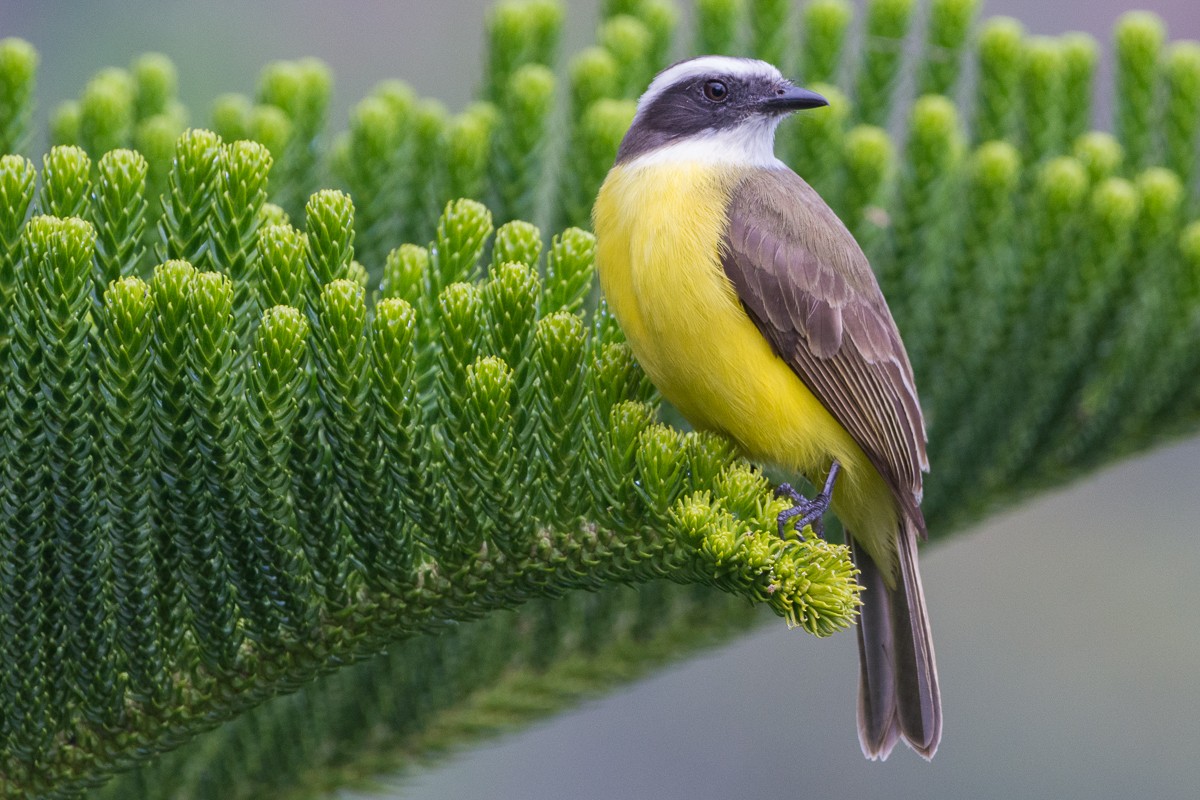 Social Flycatcher - Juan Miguel Artigas Azas