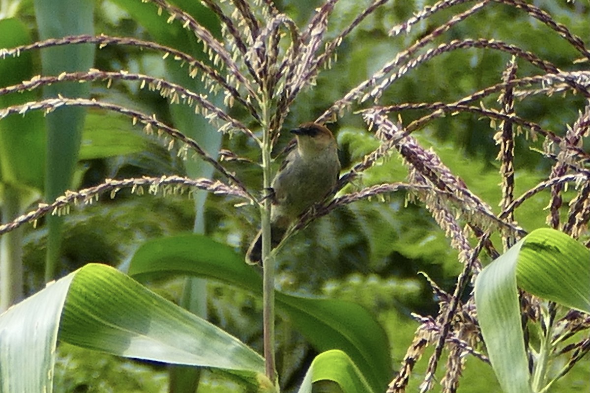 Black-lored Cisticola - ML320139521