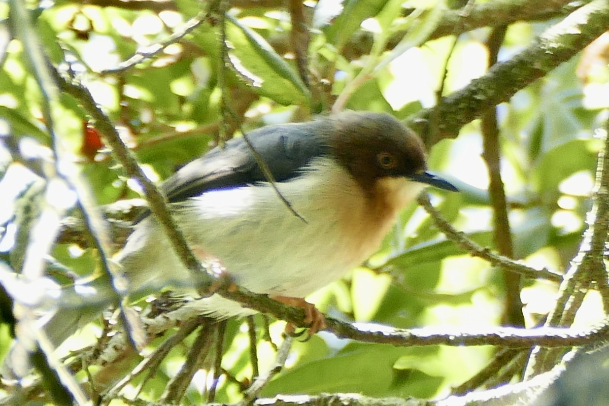 Chapin's Apalis - ML320139811