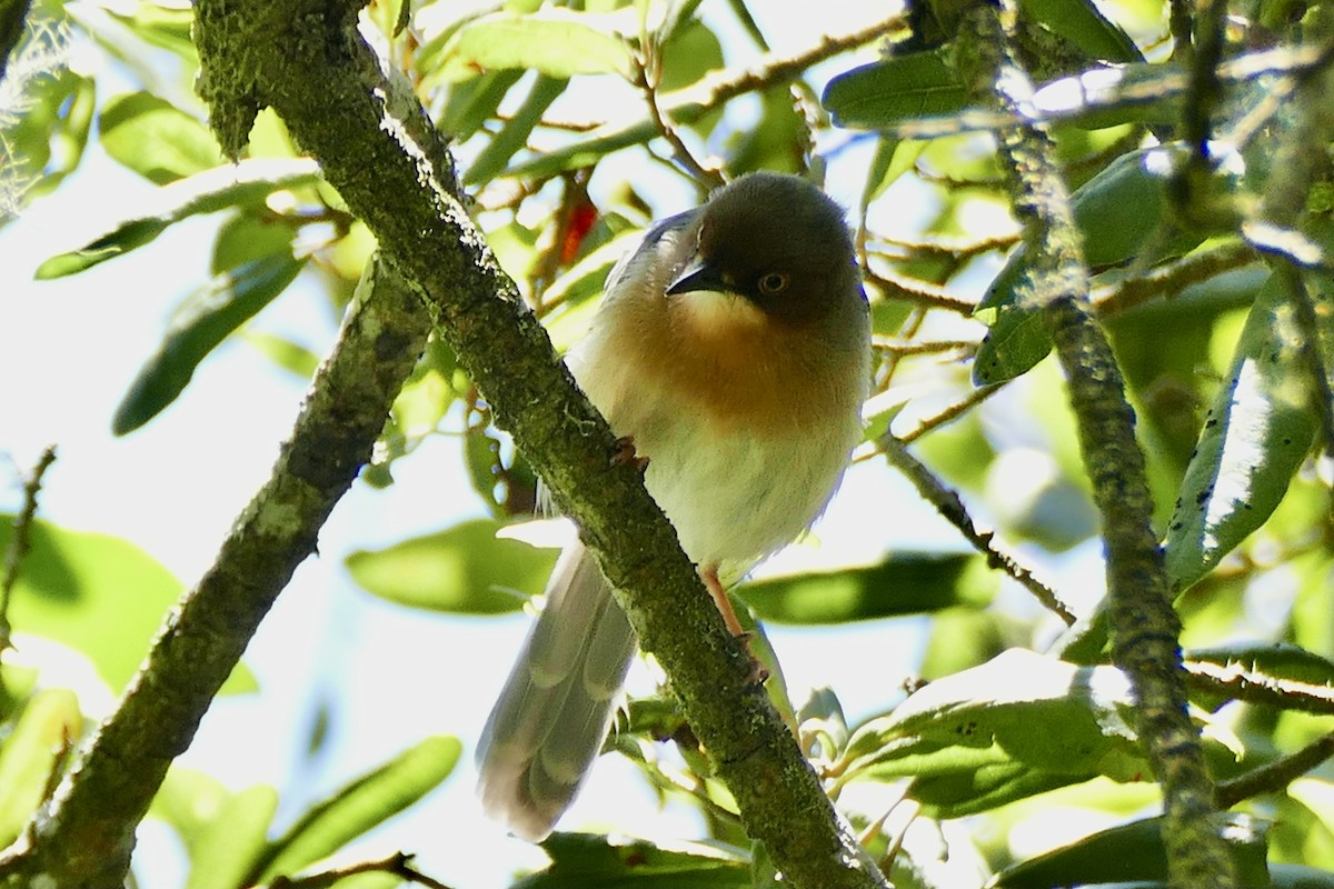 Chapin's Apalis - ML320139821