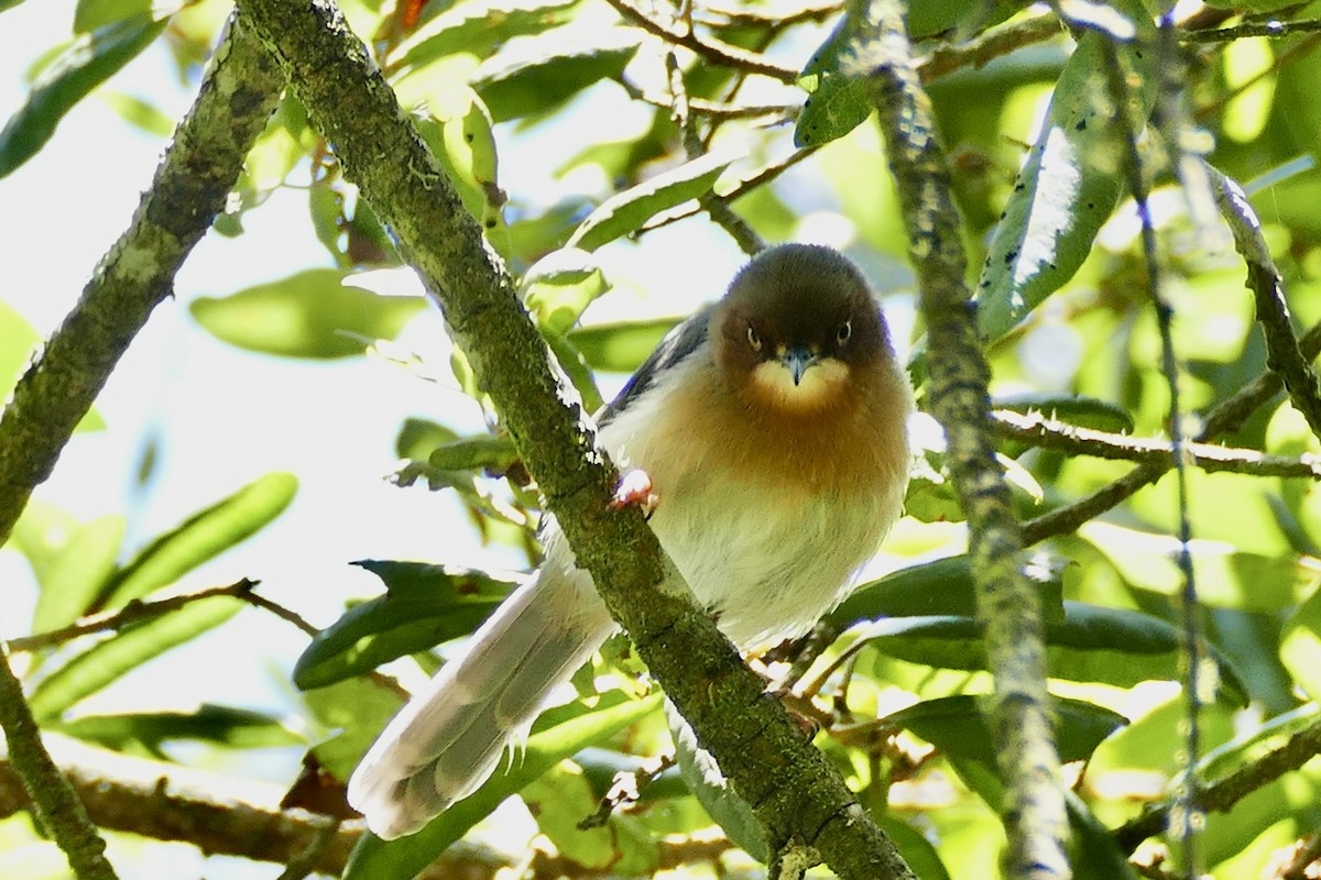 Chapin's Apalis - ML320139841