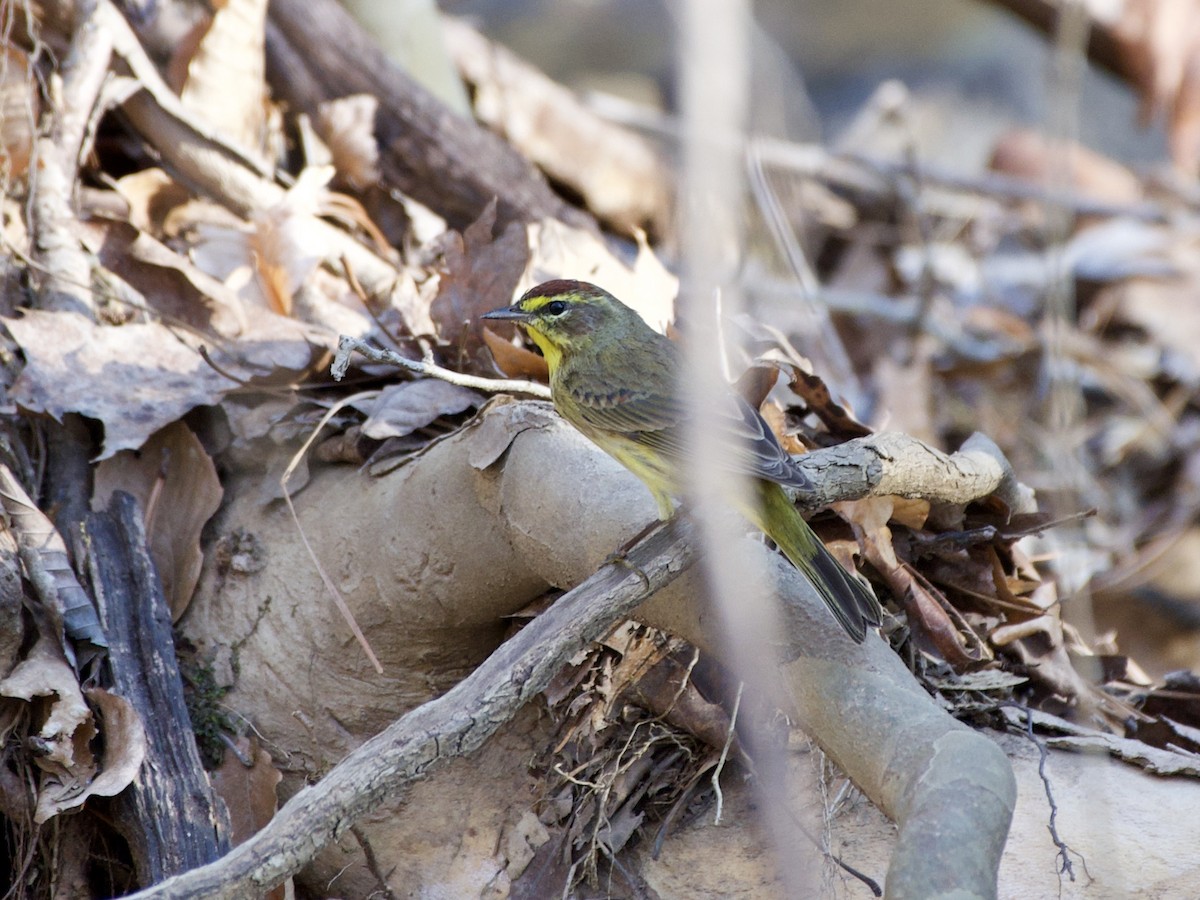 Palm Warbler - Jason hs