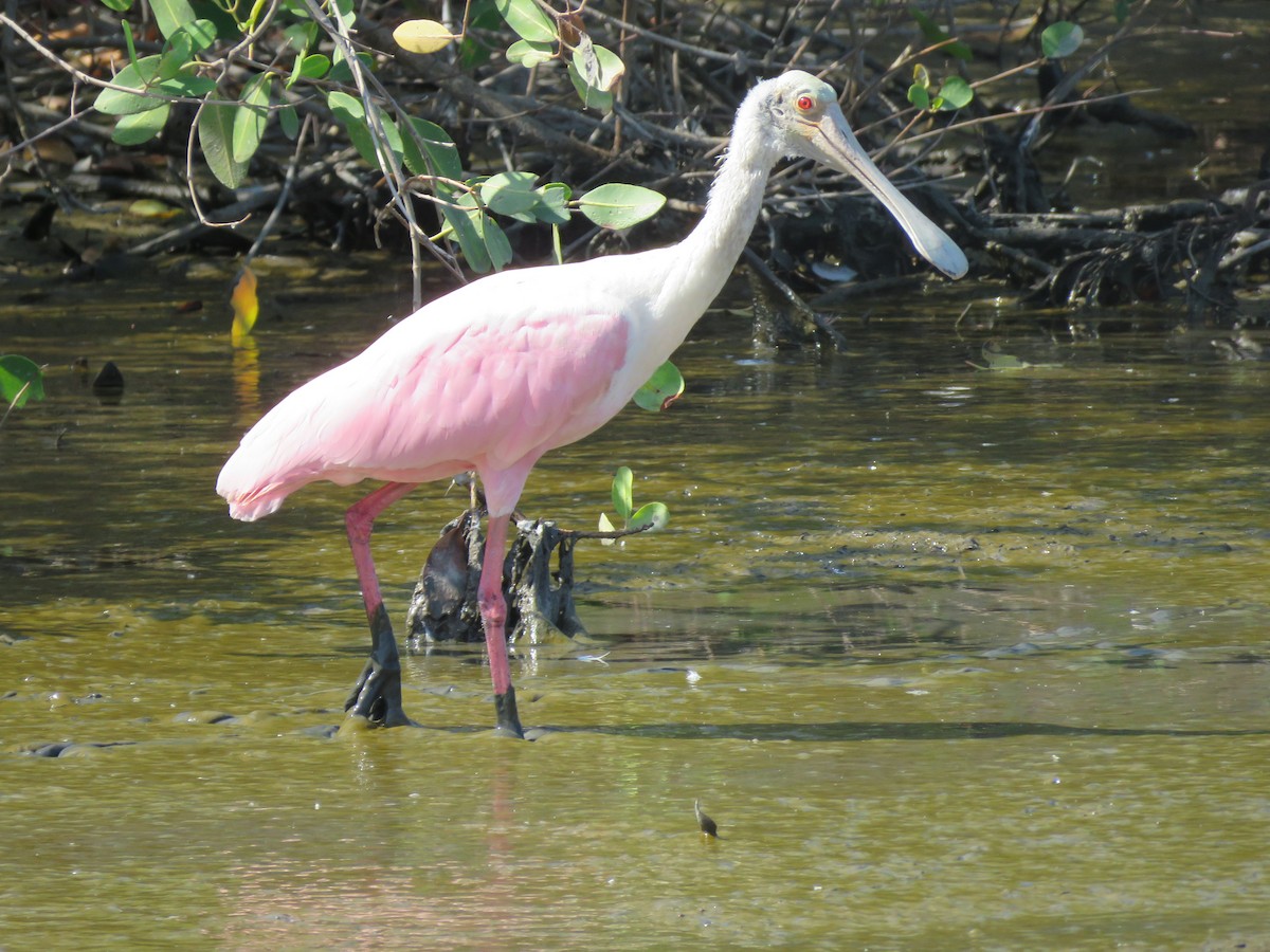 Roseate Spoonbill - Jafeth Zablah