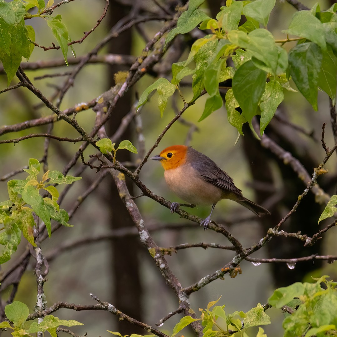Orange-headed Tanager - ML320140501