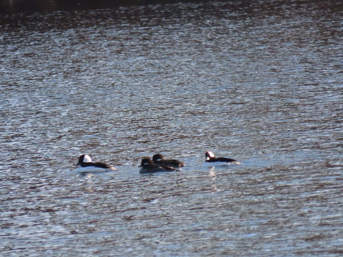 Bufflehead - Carol & Gary Lemmon